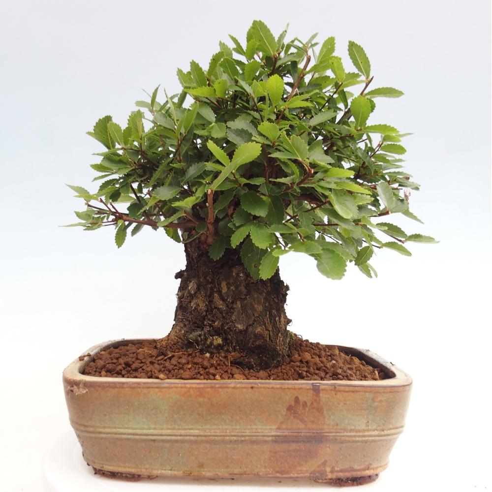 Bonsai de exterior - Zelkova - Zelkova NIRE