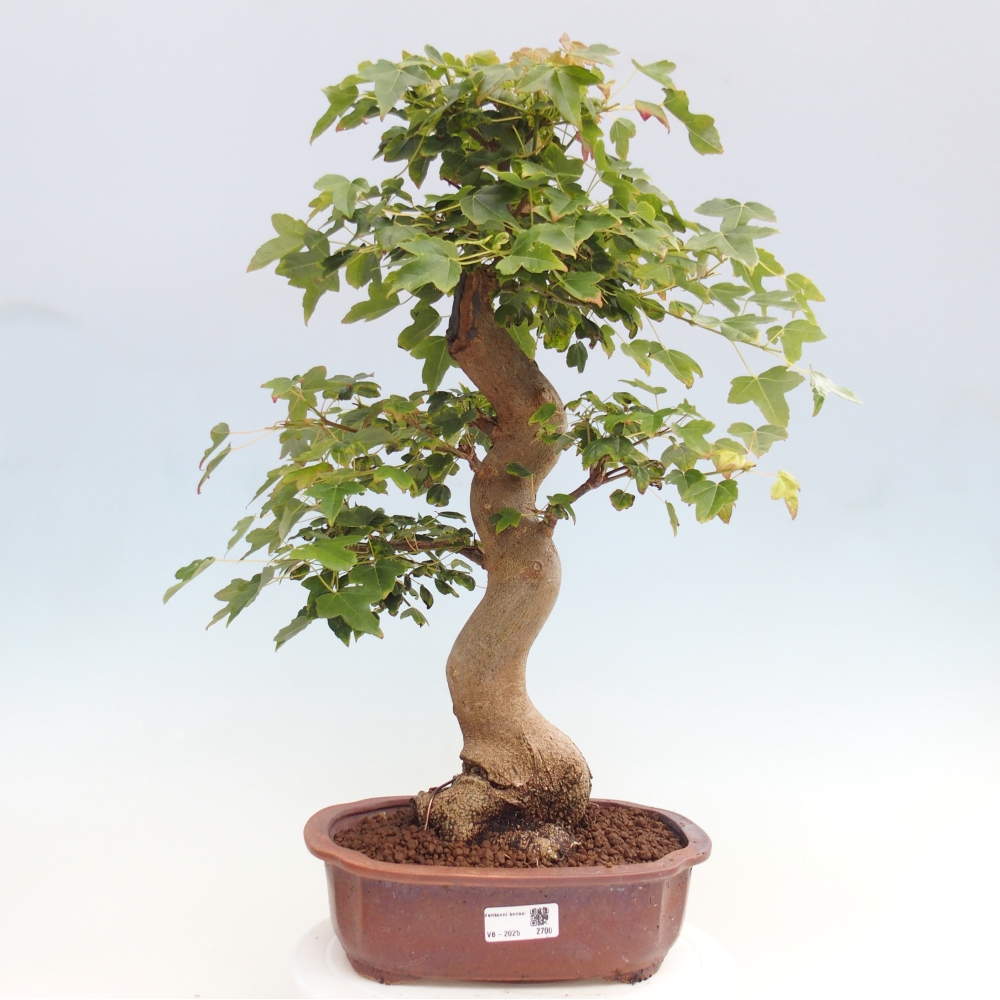 Bonsai de exterior - Acer Buergerianum - Arce hamburgués
