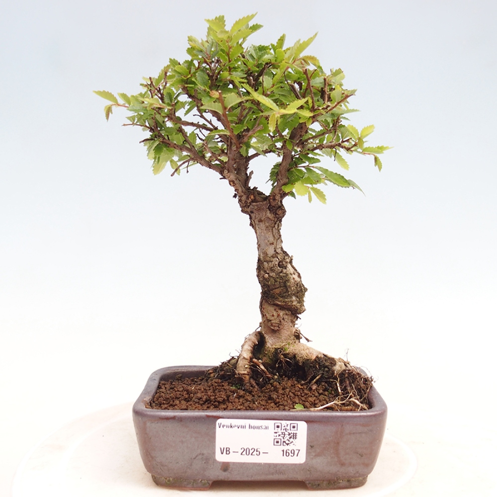 Bonsai de exterior - Zelkova - Zelkova NIRE