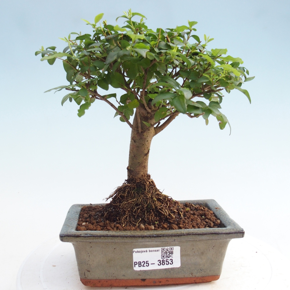 Bonsái de habitación -Ligustrum chinensis - Pico de pájaro