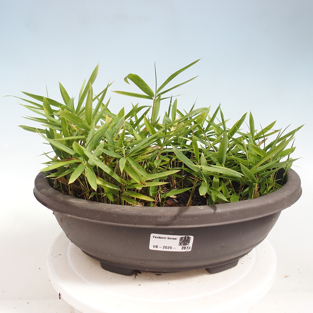 Bonsai de exterior - Pleioblastus argenteostriatus f.pumilus - Bambú enano