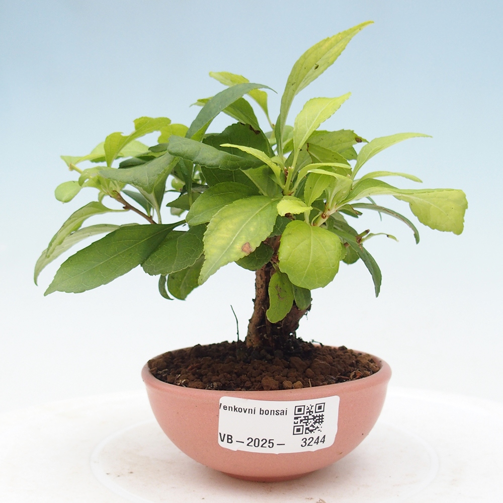 Bonsái de exterior - Celastrus orbiculatus