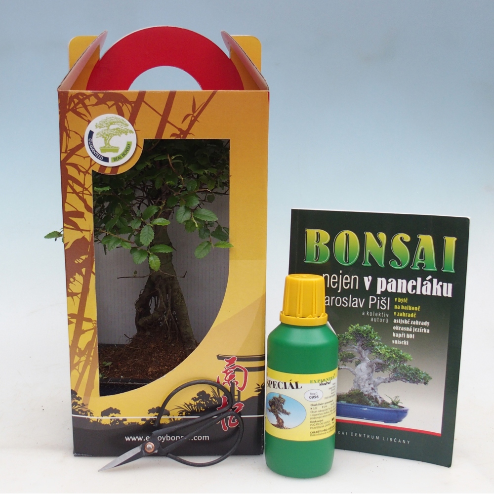 Ulmus parvifolia - Olmo chino