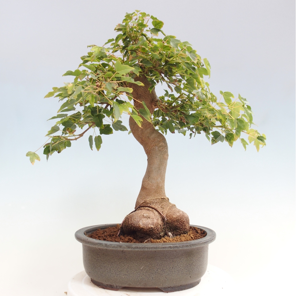 Bonsai de exterior - Acer Buergerianum - Arce hamburgués