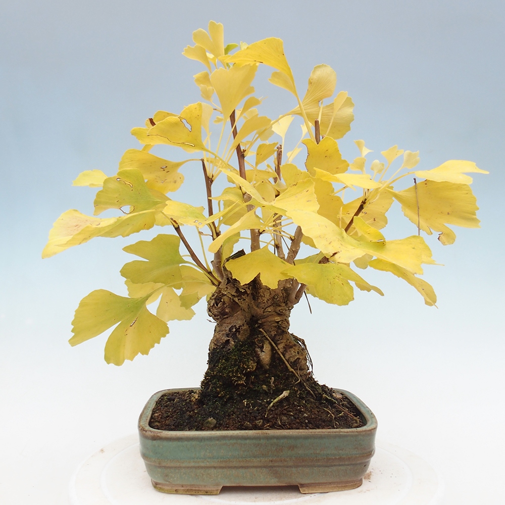 Bonsai de exterior - Ginkgo biloba - Ginkgo biloba