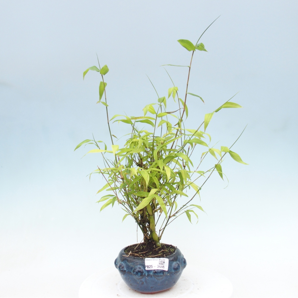 Bonsái de habitación - Bambú buda-Bambú buda barriga