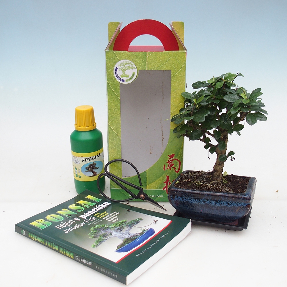 Bonsái de habitación en caja de regalo Carmona microphylla - Tea fuki
