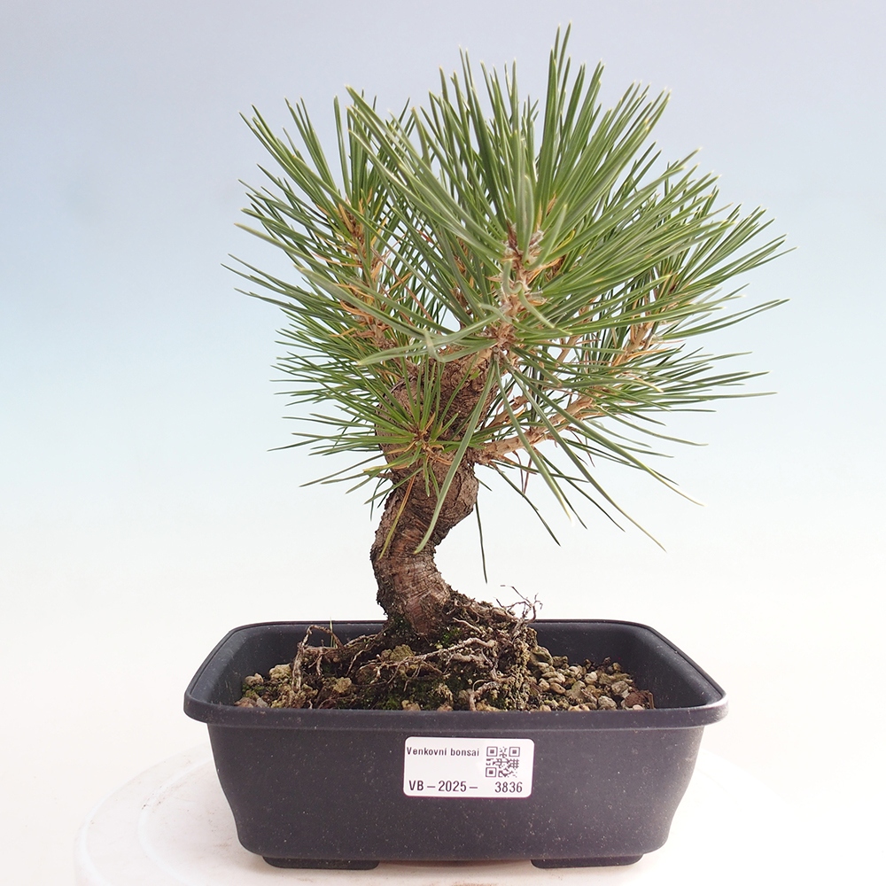 Bonsái de exterior - Pinus thunbergii - Pino Thunberg