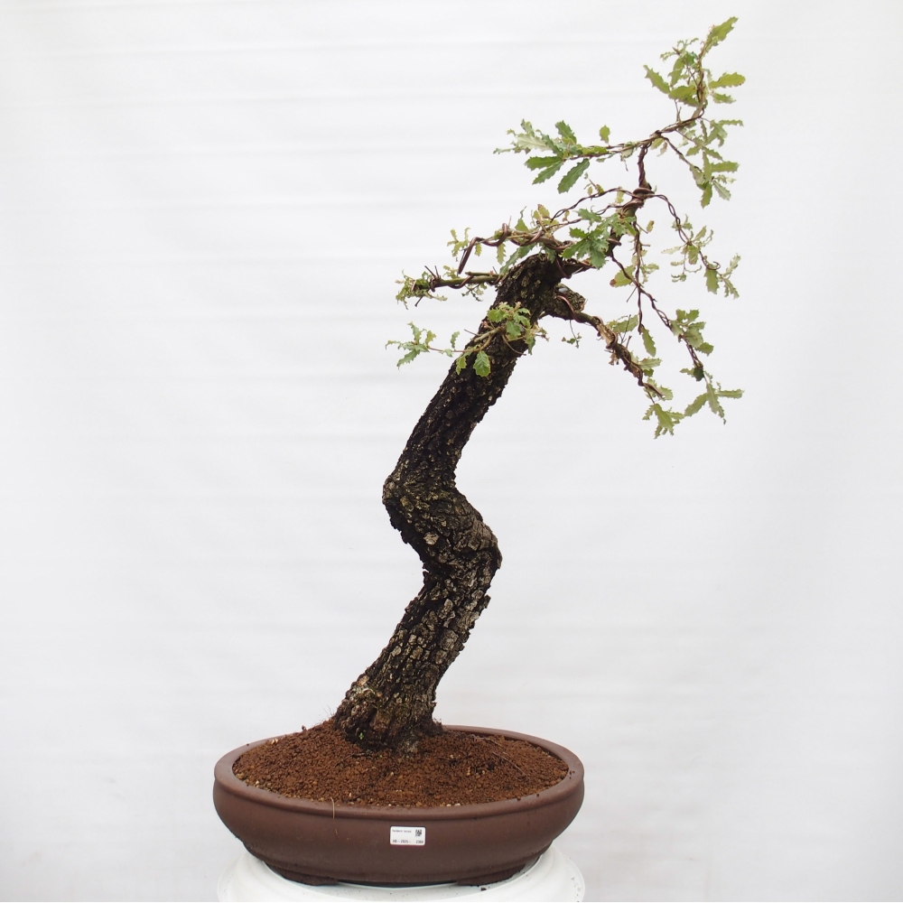 Yamadori - Quercus Ilex - Acebo de encina