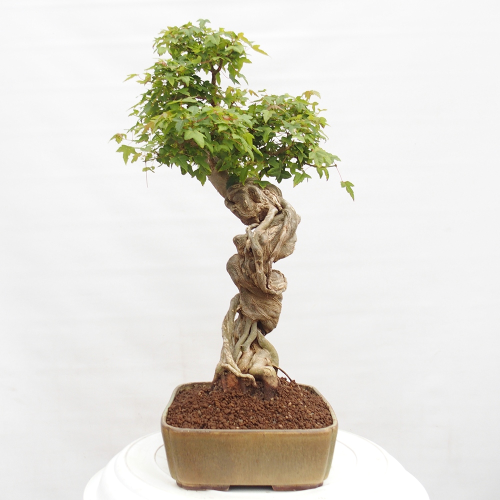 Bonsai de exterior - Acer Buergerianum - Arce hamburgués