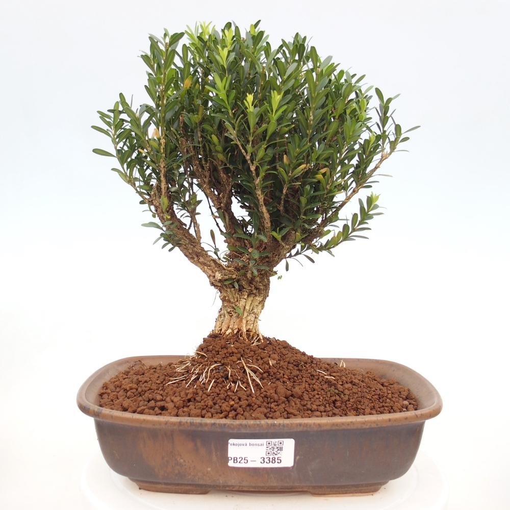 Bonsái de habitación - Buxus harlandii - buxus de corcho