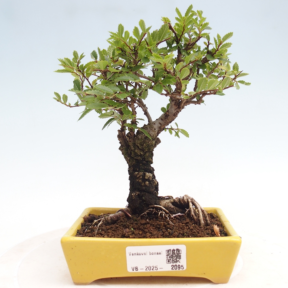 Bonsai de exterior - Zelkova - Zelkova NIRE