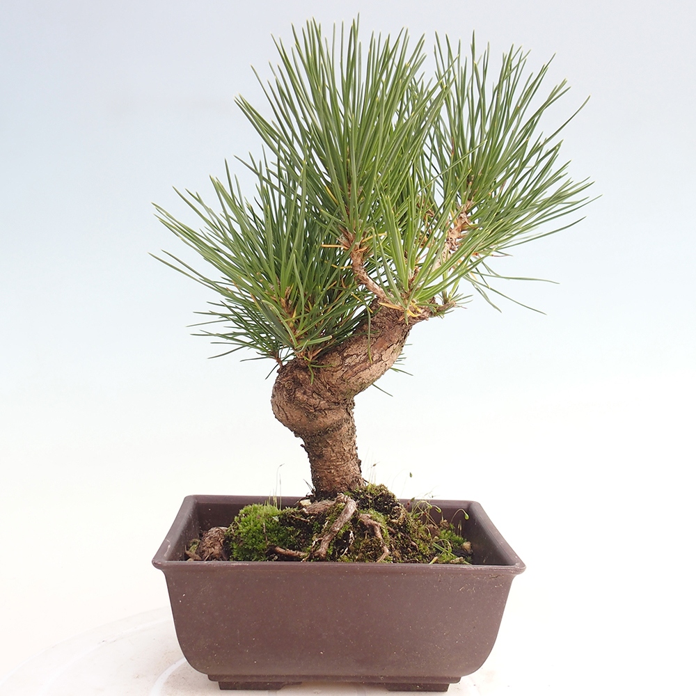 Bonsái de exterior - Pinus thunbergii - Pino Thunberg