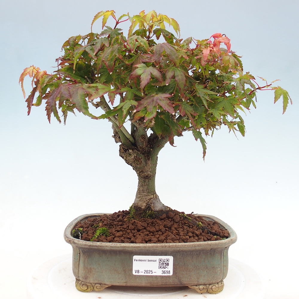 Acer palmatum KIOHIME - Arce palmito