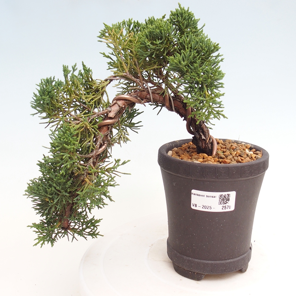 Bonsái de exterior - Juniperus chinensis Kishu