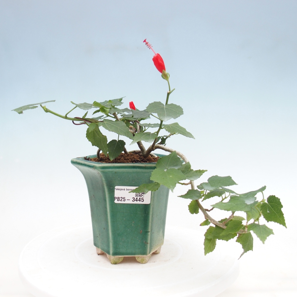 Bonsái de interior - Malvaviscus arboreus