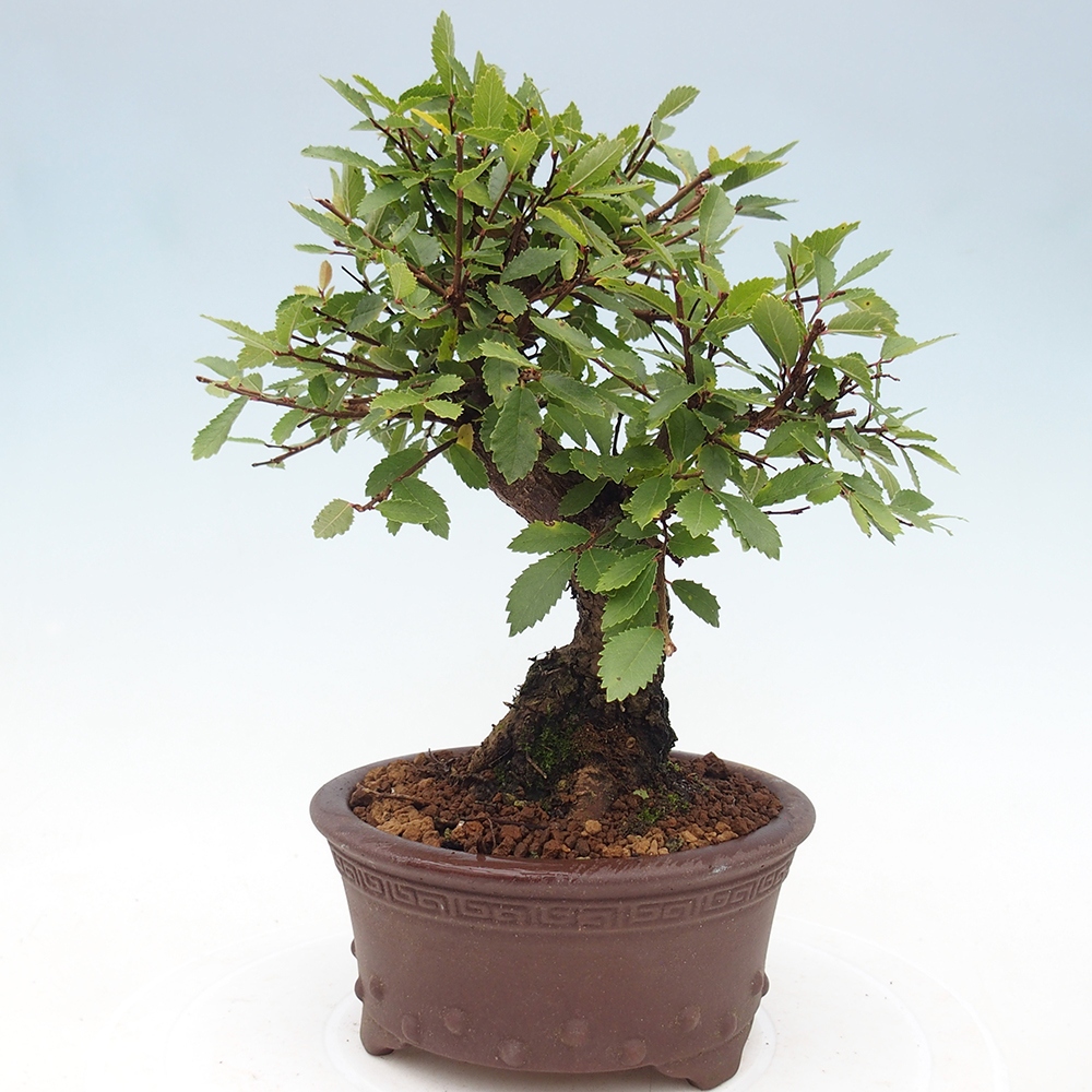 Bonsai de exterior - Zelkova - Zelkova NIRE