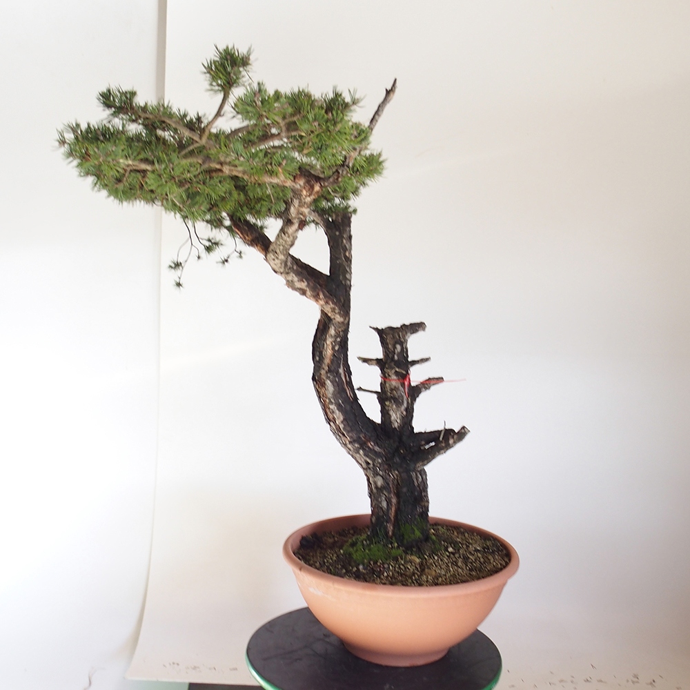 Yamadori - Pinus sylvestris España