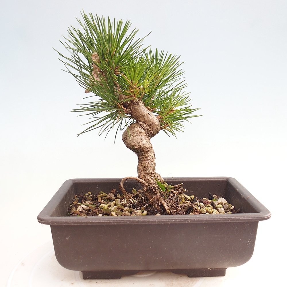 Bonsái de exterior - Pinus thunbergii - Pino Thunberg