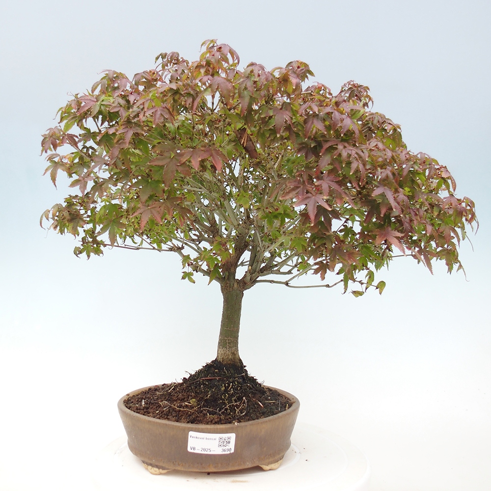 Acer palmatum KIOHIME - Arce palmito
