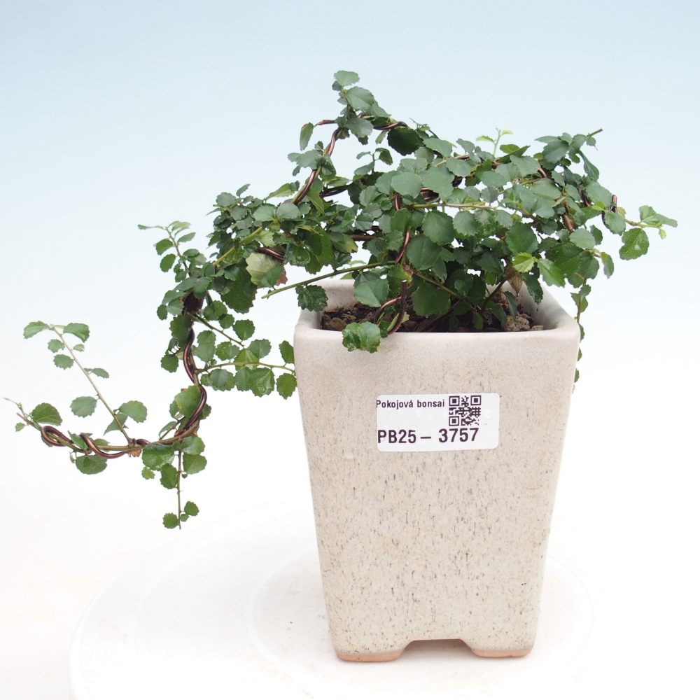 Bonsái de habitación - Grewia sp. - Grewia malafolia