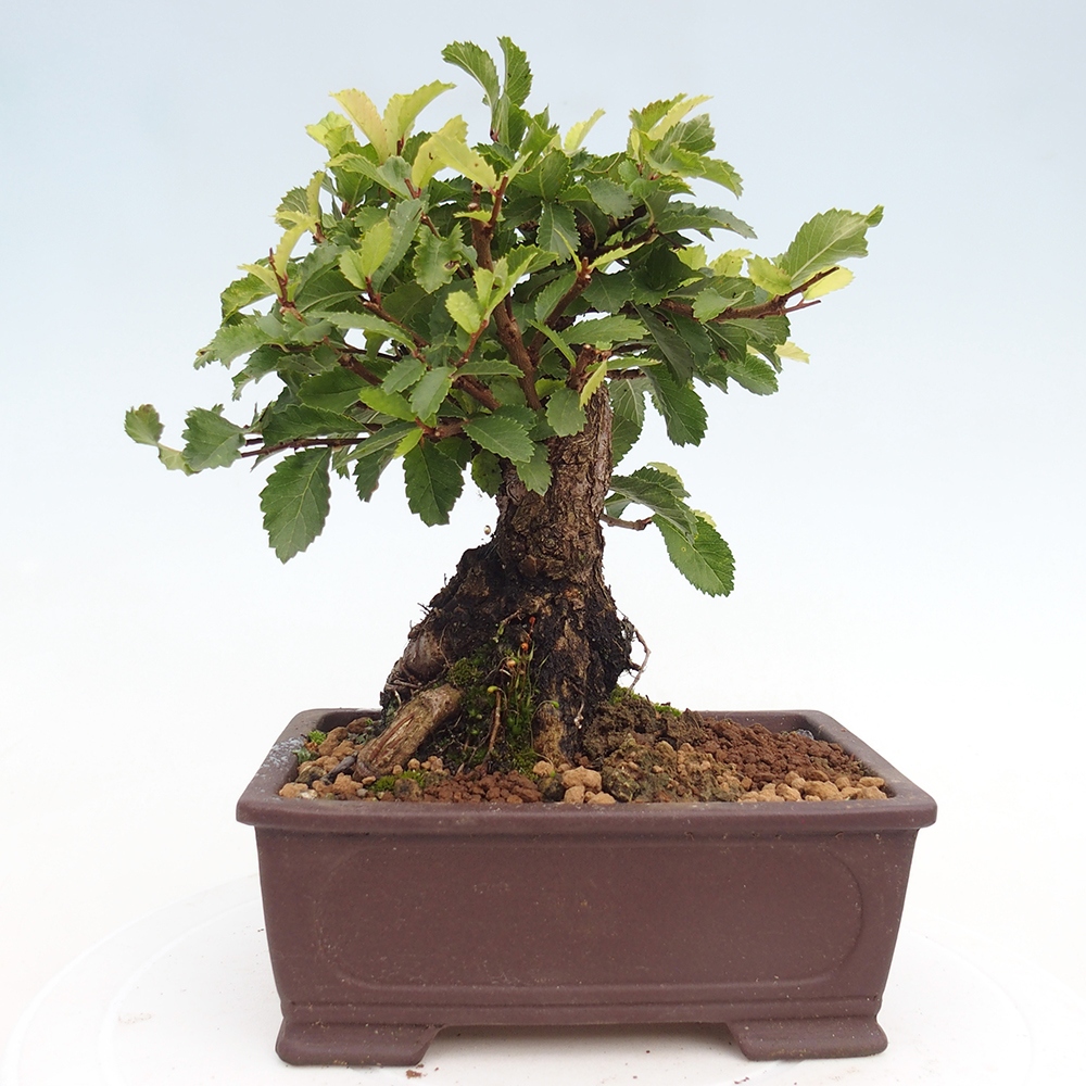 Bonsai de exterior - Zelkova - Zelkova NIRE