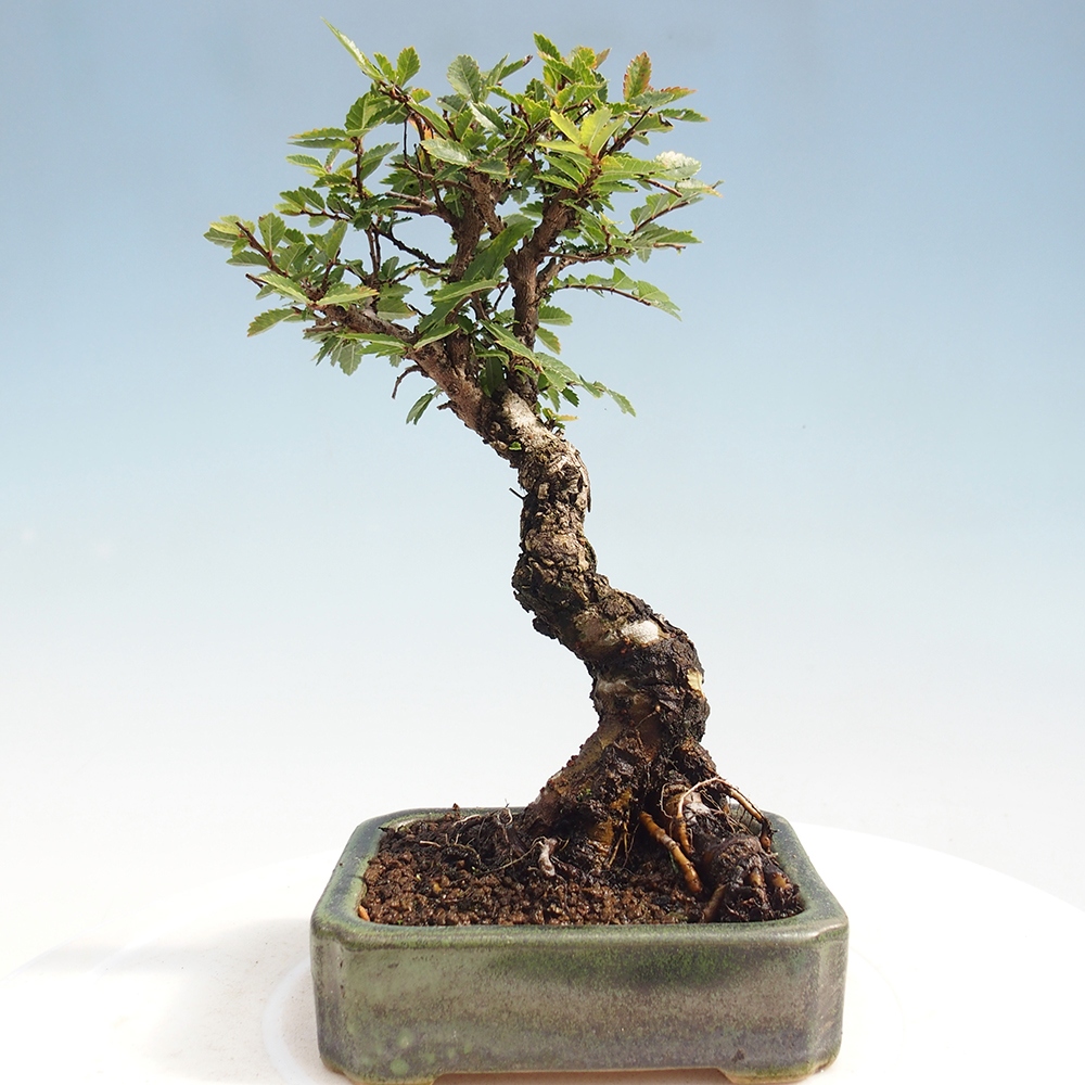 Bonsai de exterior - Zelkova - Zelkova NIRE
