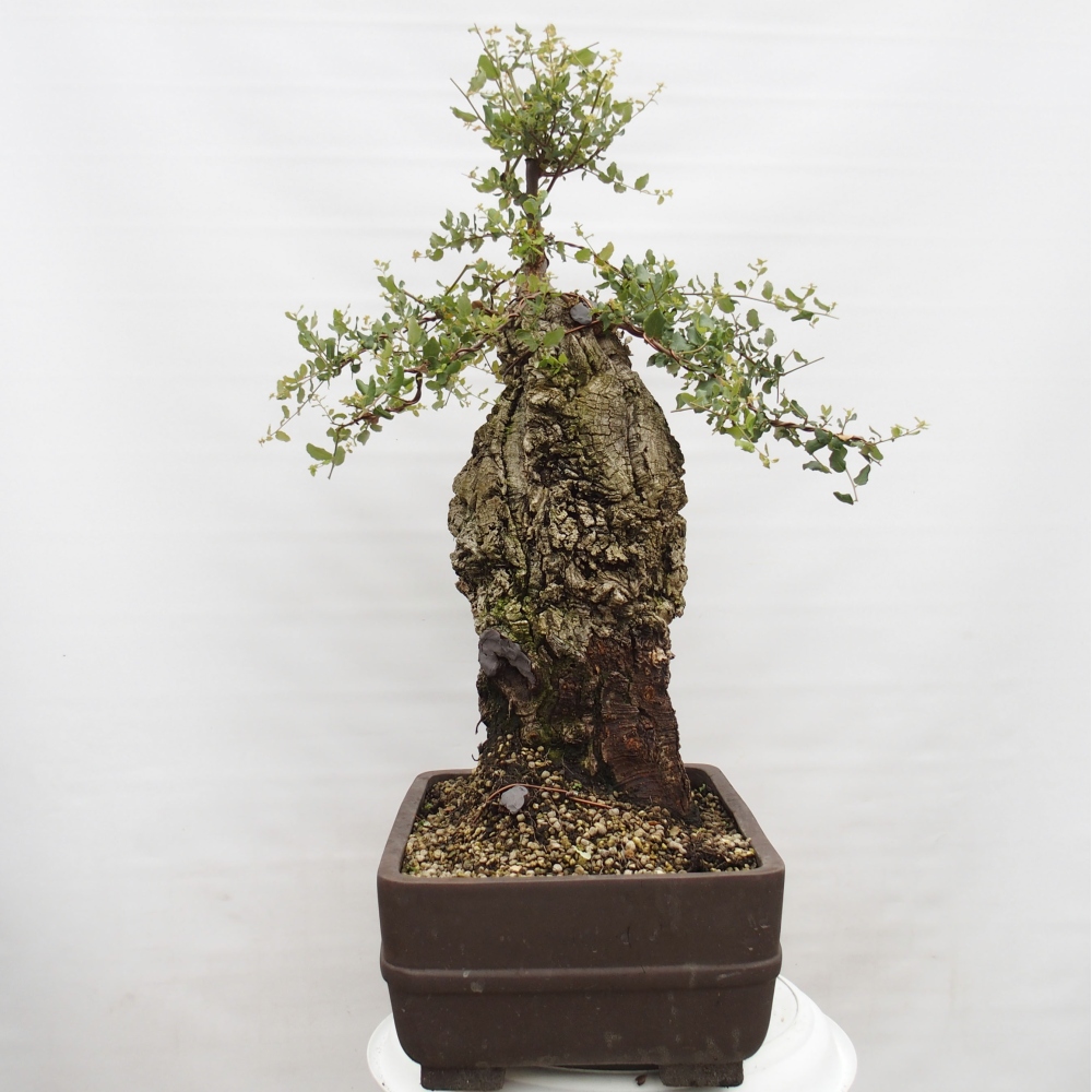 bonsai de exterior Quercus suber - Alcornoque