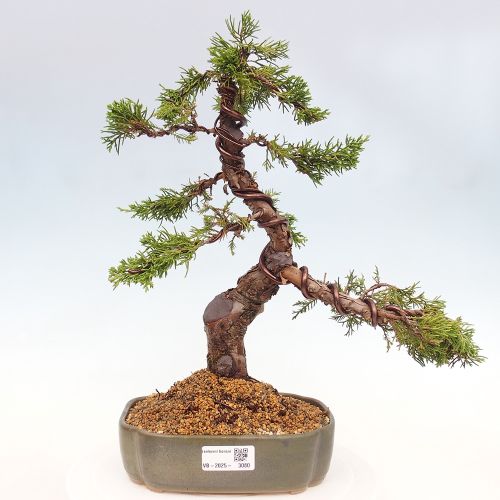Bonsái de exterior - Juniperus chinensis Itoigawa