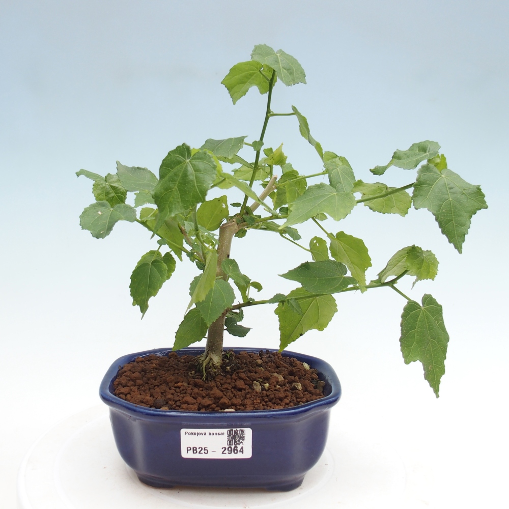 Bonsái de interior - Malvaviscus arboreus