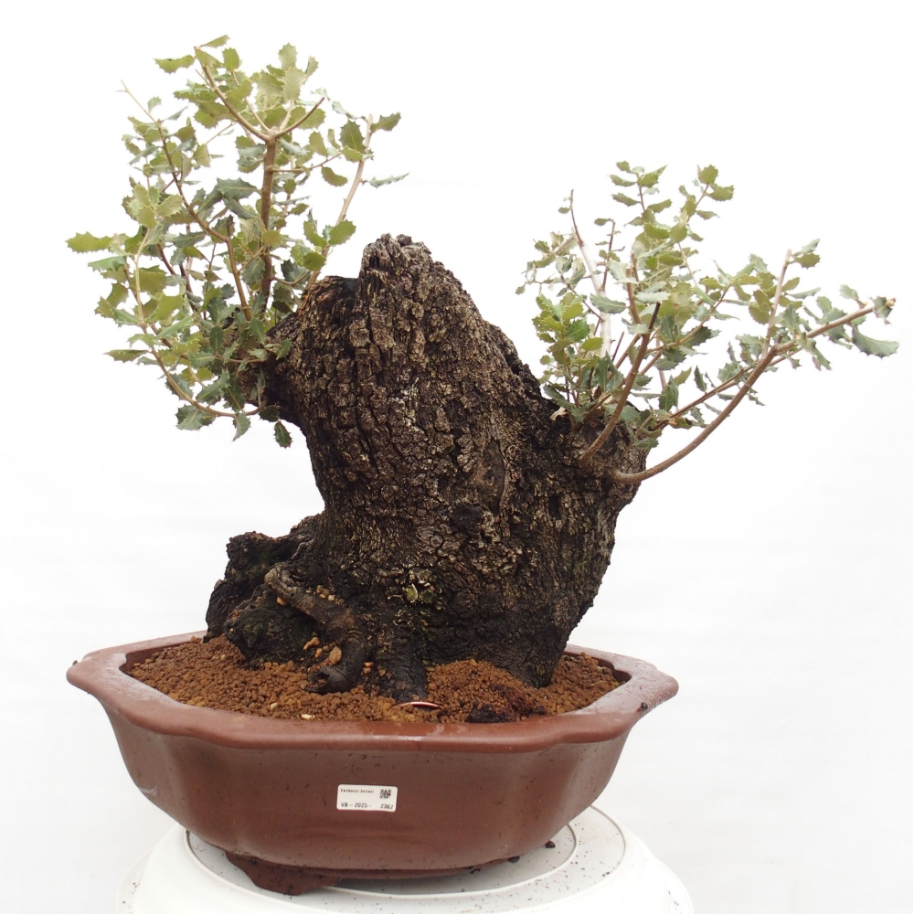 Yamadori - Quercus Ilex - Acebo de encina