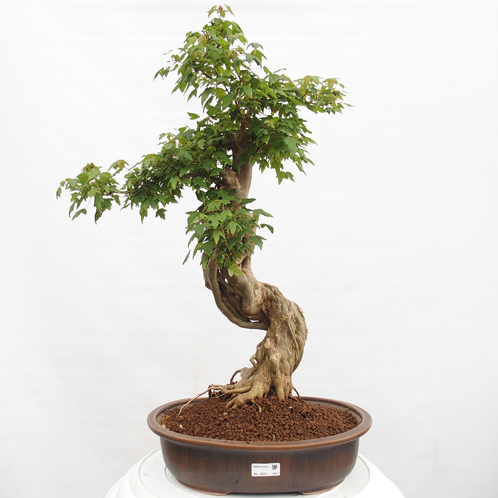 Bonsai de exterior - Acer Buergerianum - Arce hamburgués