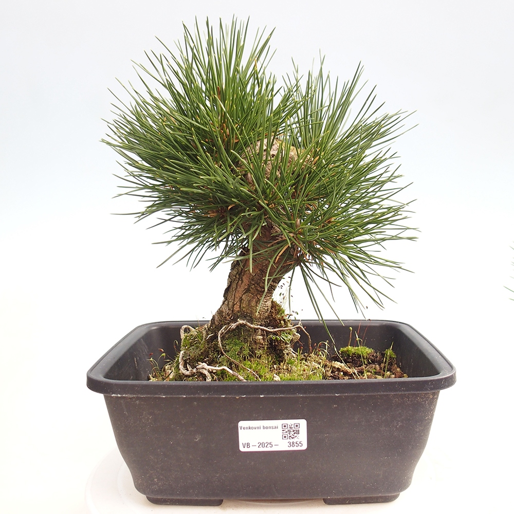 Bonsái de exterior - Pinus thunbergii - Pino Thunberg