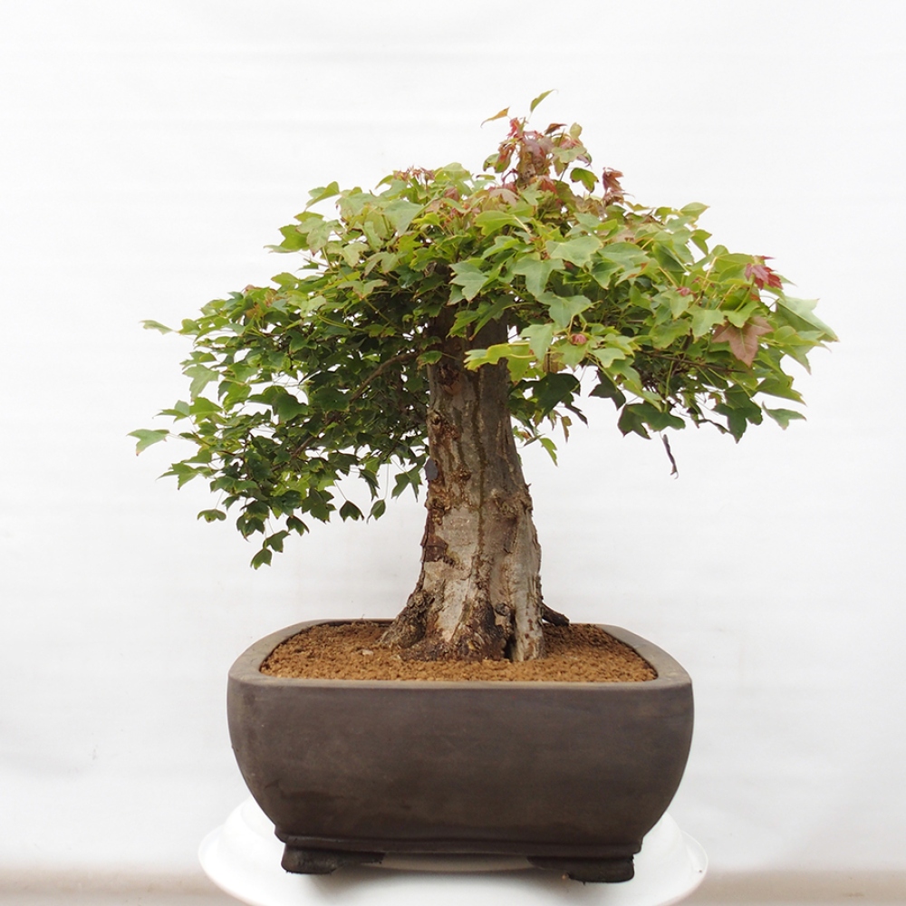 Bonsai de exterior - Acer Buergerianum - Arce hamburgués