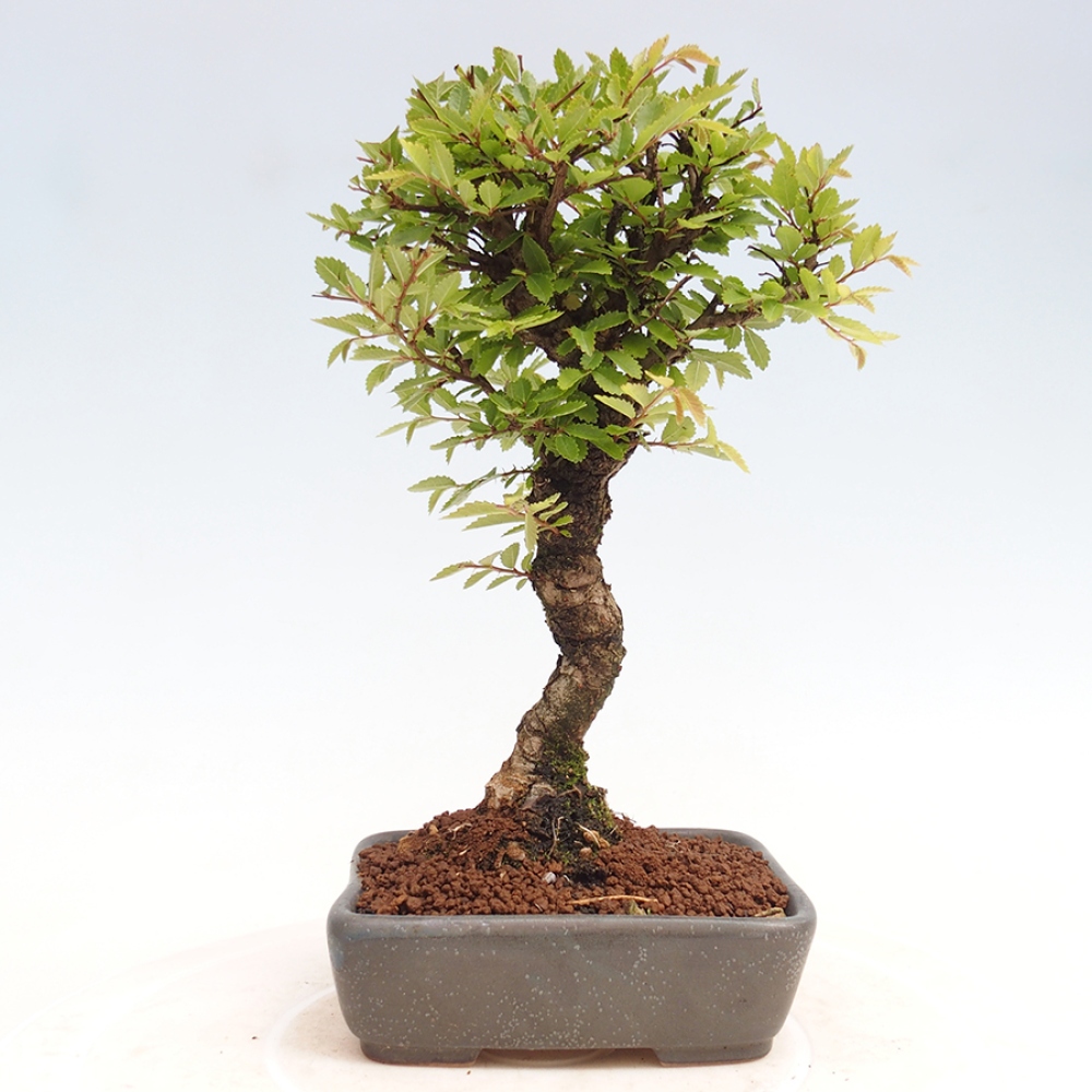Bonsai de exterior - Zelkova - Zelkova NIRE