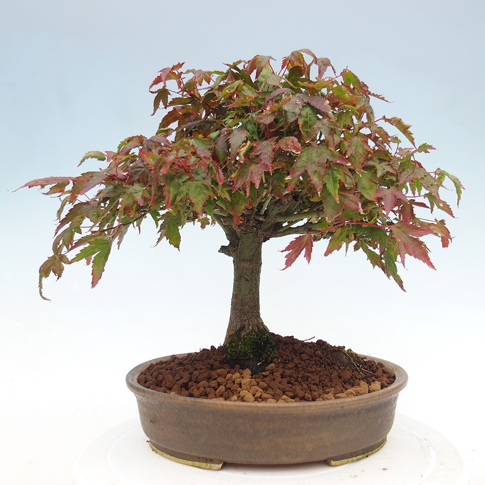 Acer palmatum KIOHIME - Arce palmito