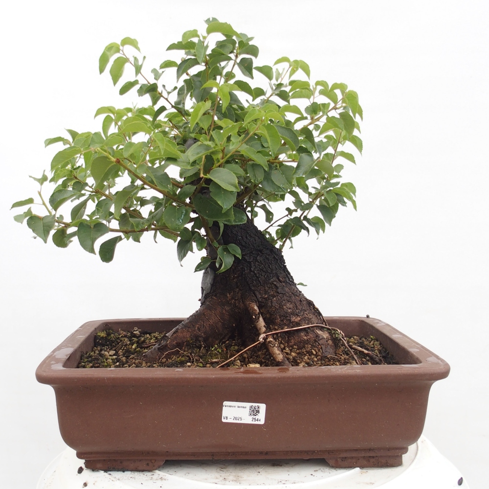Bonsai de exterior - Mahalebka - Prunus mahaleb