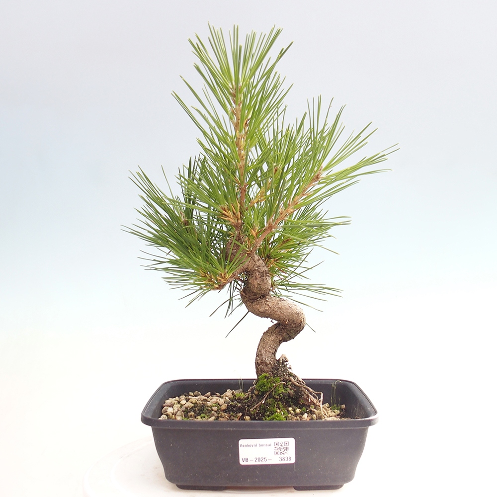 Bonsái de exterior - Pinus thunbergii - Pino Thunberg