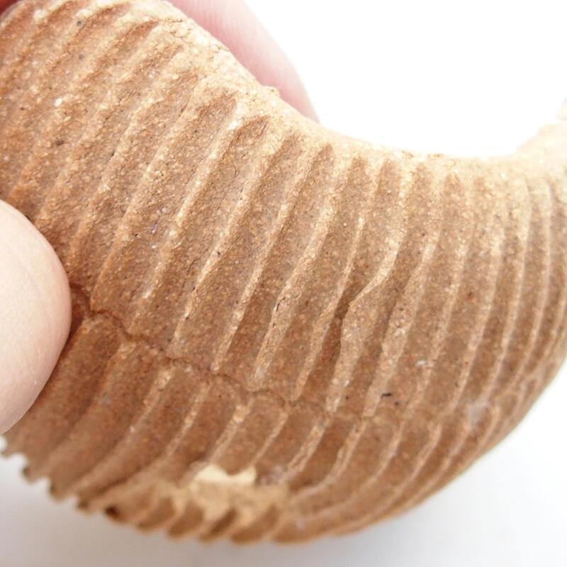 Concha de cerámica 7,5 x 7,5 x 4 cm , color negro