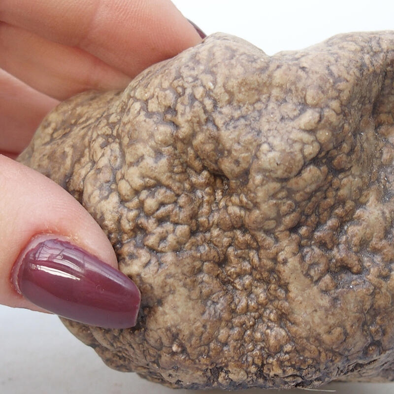 Concha de cerámica 8,5 x 6,5 x 6 cm , color beige