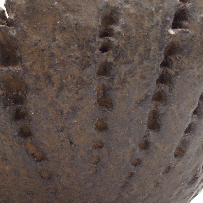 Concha de cerámica 8 x 7,5 x 4 cm , color marrón