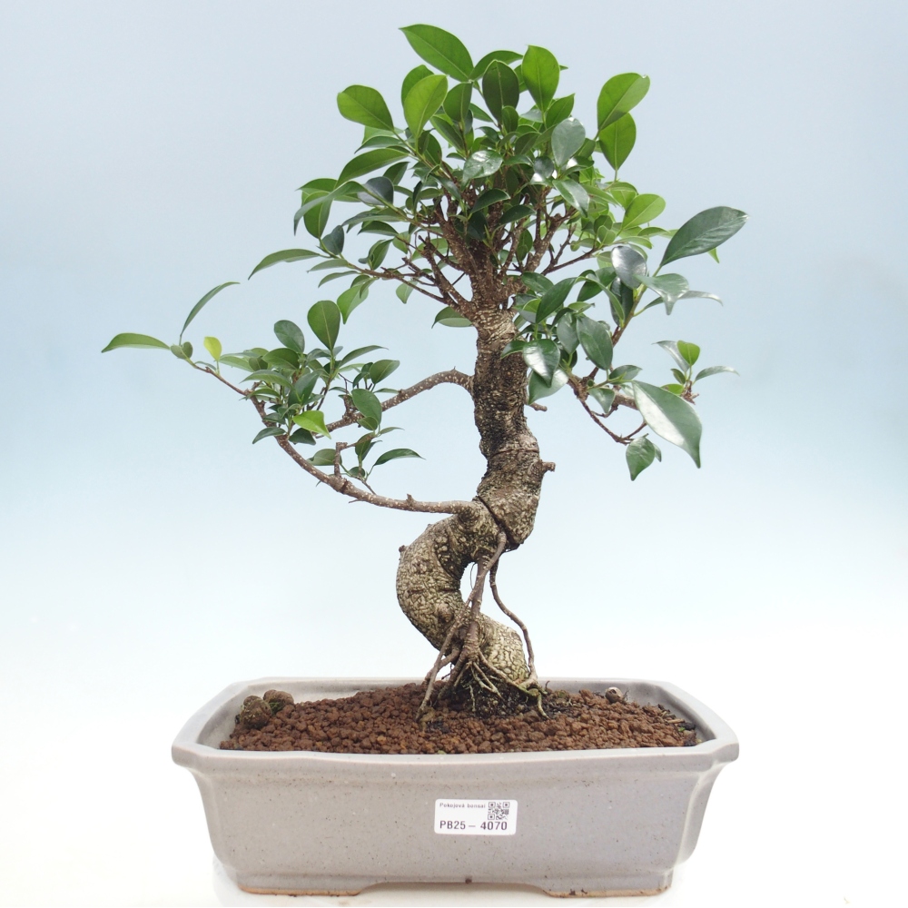 Bonsái de habitación - Ficus kimmen - ficus de hoja pequeña