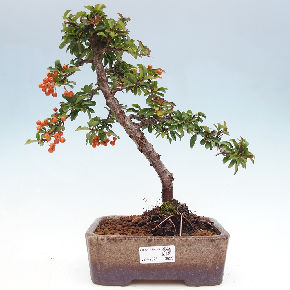 Bonsái de exterior-Pyracantha Teton -Hlox