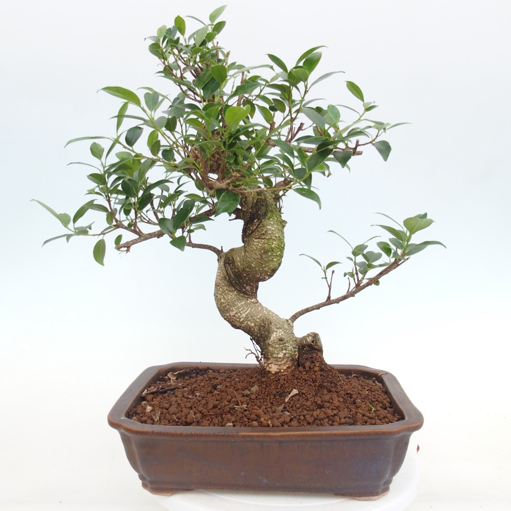 Bonsái de habitación - Ficus kimmen - ficus de hoja pequeña