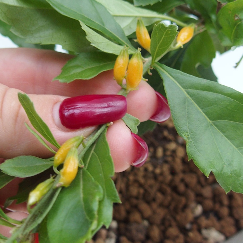 Bonsái de habitación - Duranta repens -Duranta