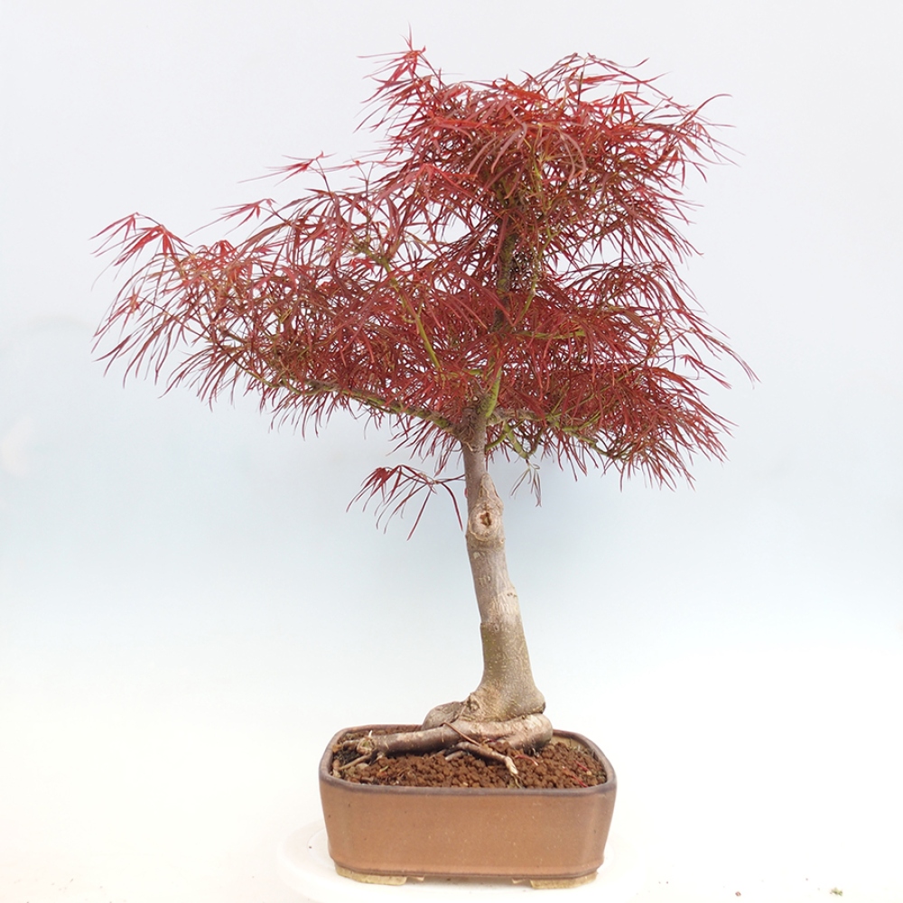 Bonsai de exterior - Acer palmatum RED PYGMY