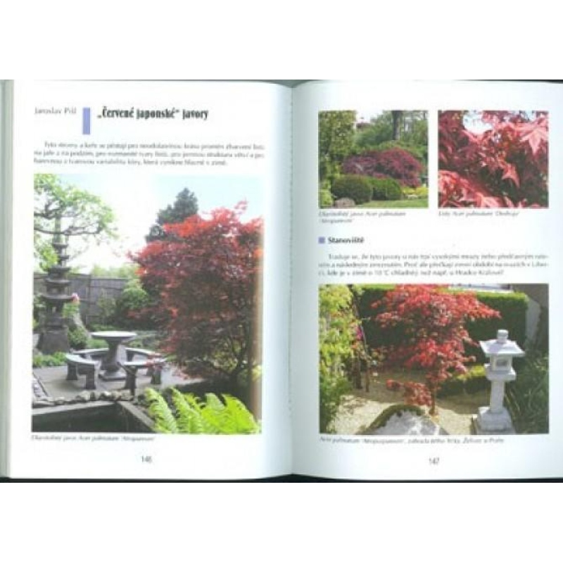 Libro de bonsáis no sólo en la casa del panel