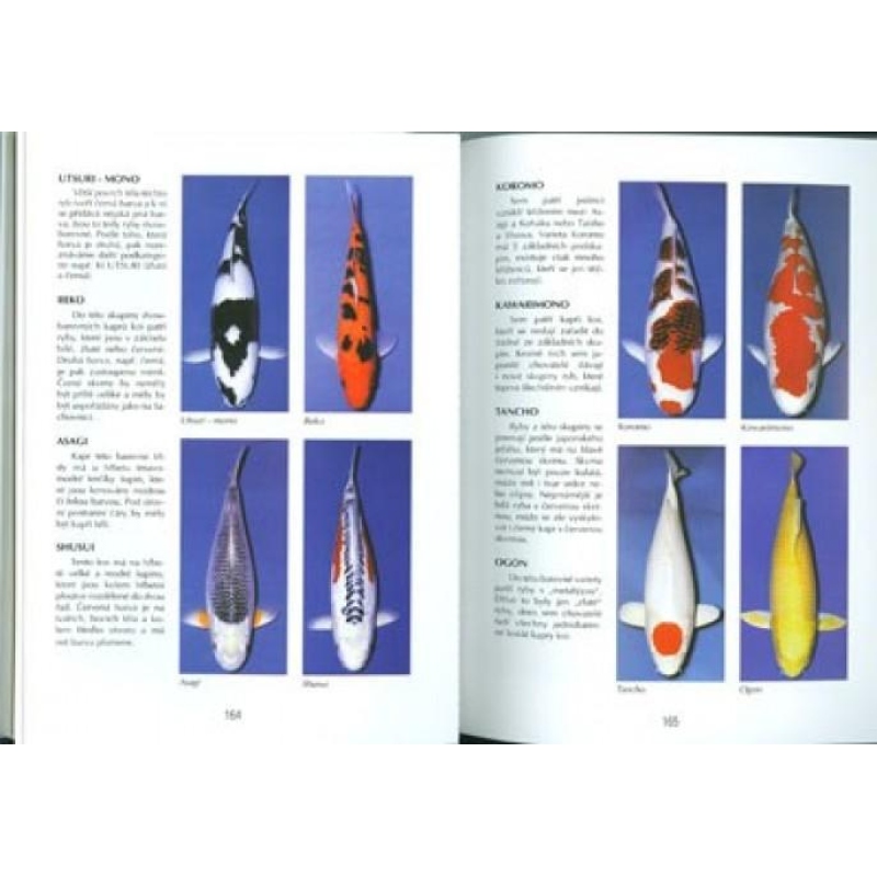 Libro de bonsáis no sólo en la casa del panel