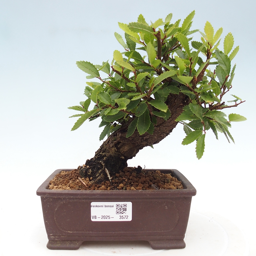 Bonsai de exterior - Zelkova - Zelkova NIRE