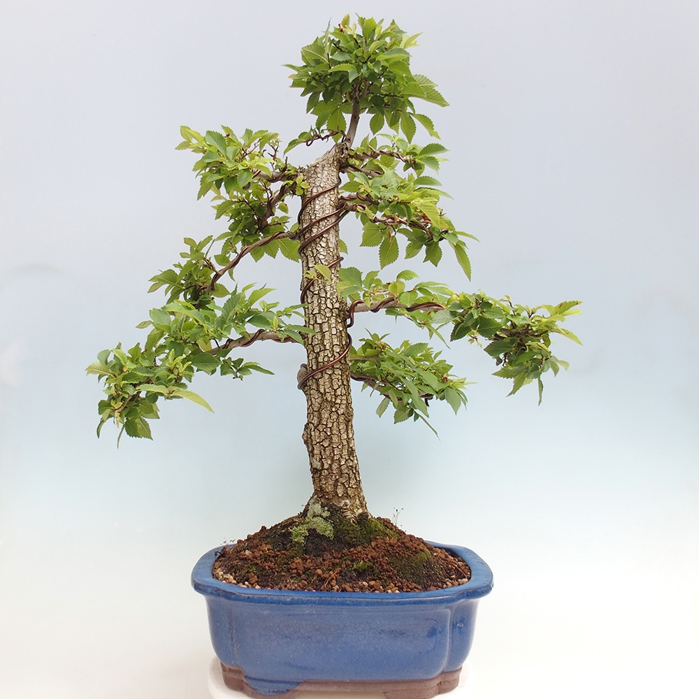 Bonsai de exterior - Zelkova - Zelkova NIRE